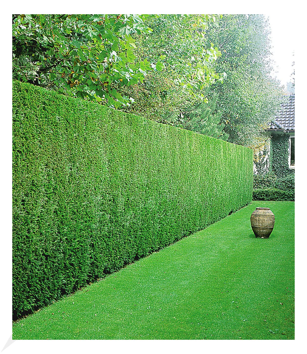 BALDUR Garten 50er Leyland-Zypressen-Hecke, Pflanzen im 9x9 cm-Topf | Bastardzypresse, Cupressocyparis leylandii, schnell wachsend, natürlicher Sichtschutz, winterhart, mehrjährig und immergrün