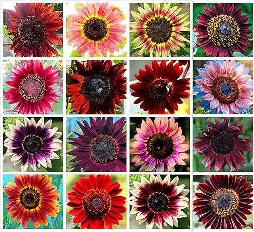 50 semillas de girasol rojo - Helianthus annuus flores para plantar, llamativo