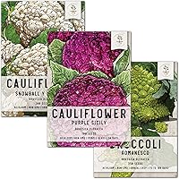Seed Needs Heirloom Cauliflower Seeds Collection - 3 Non-GMO Varieties: Romanesco, Purple Sicily & Snowball Y Improved for Home Gardens