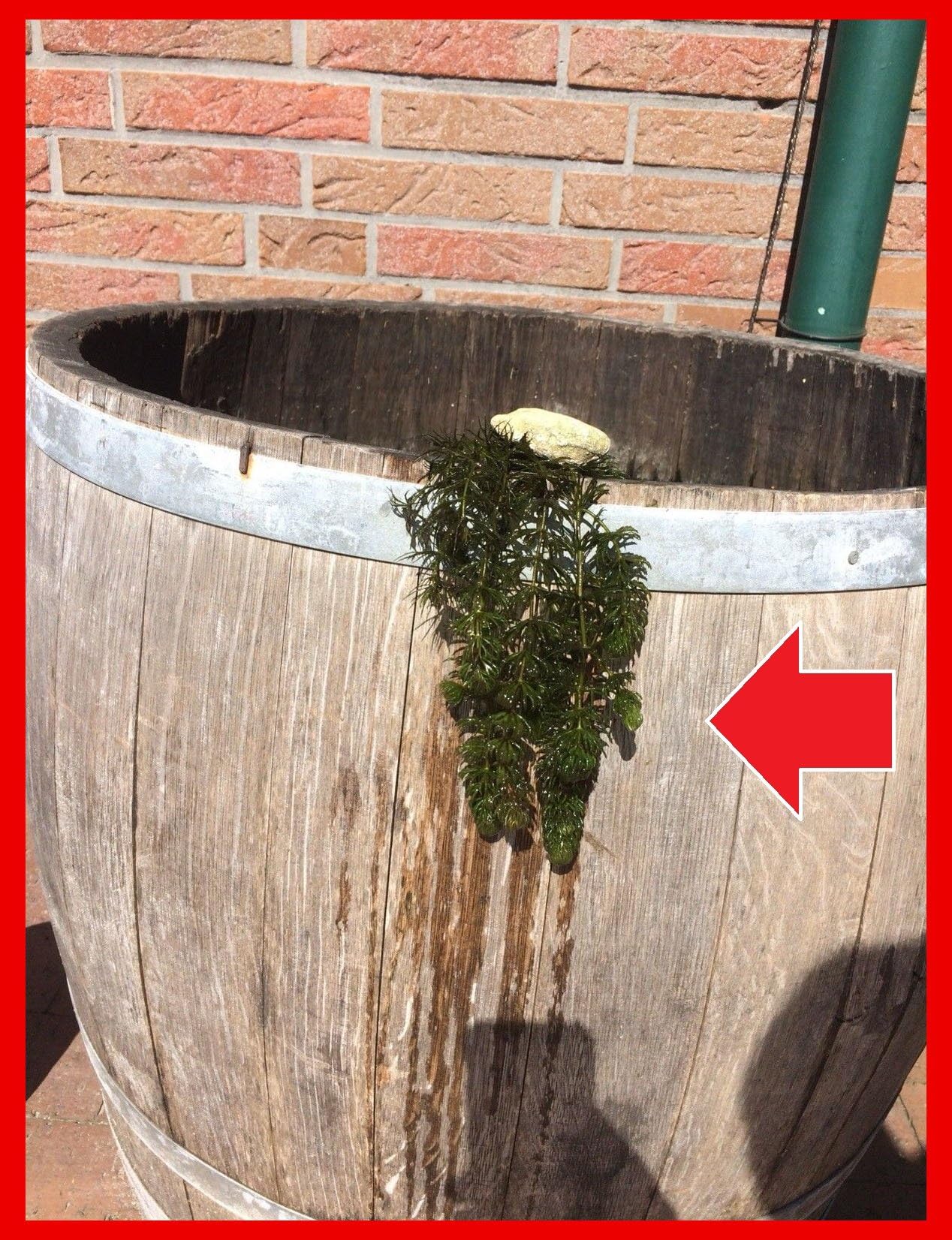 3 Bund/Portionen Hornkraut, Ceratophyllum demersum, für Teich Amazon.de Haustier