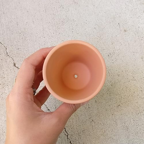 Miniatura 5 de Kolibri English Ivy - Hedera Helix Kolibri (maceta de terracota de 2 pulgadas) - Planta de interior llamativa, purificadora de aire, fácil de