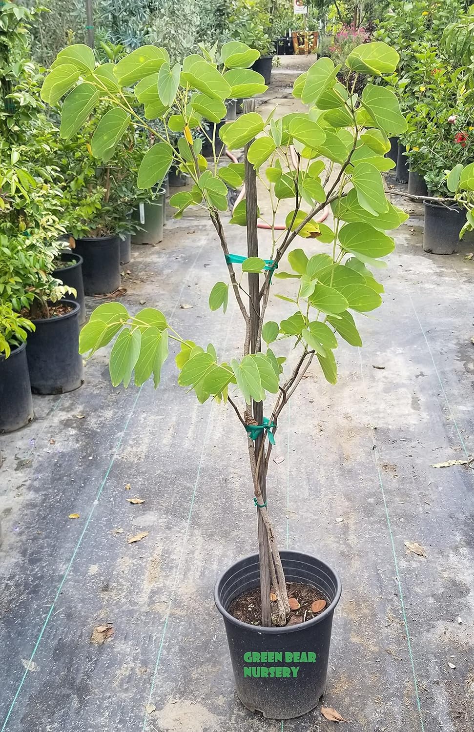 Live Pata de vaca Tree (Bauhinia Purpurea) Hawaiian Orchid Tree, Cow's Foot Leaf Tree, Arbol de hoja pezuña de vaca Camel Foot pata de Camello 5 Gallon