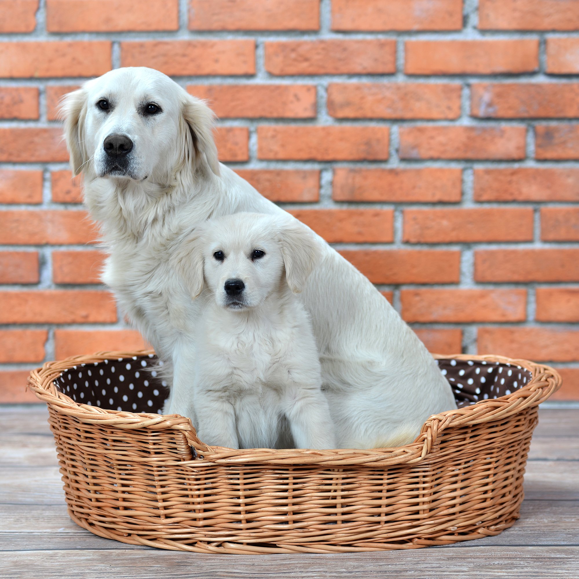 Hundekorb aus Weide für Hund und Katze Hundebett Katzenbett mit Kissen Tierkorb geflochten Katzenkorb Liegeplatz