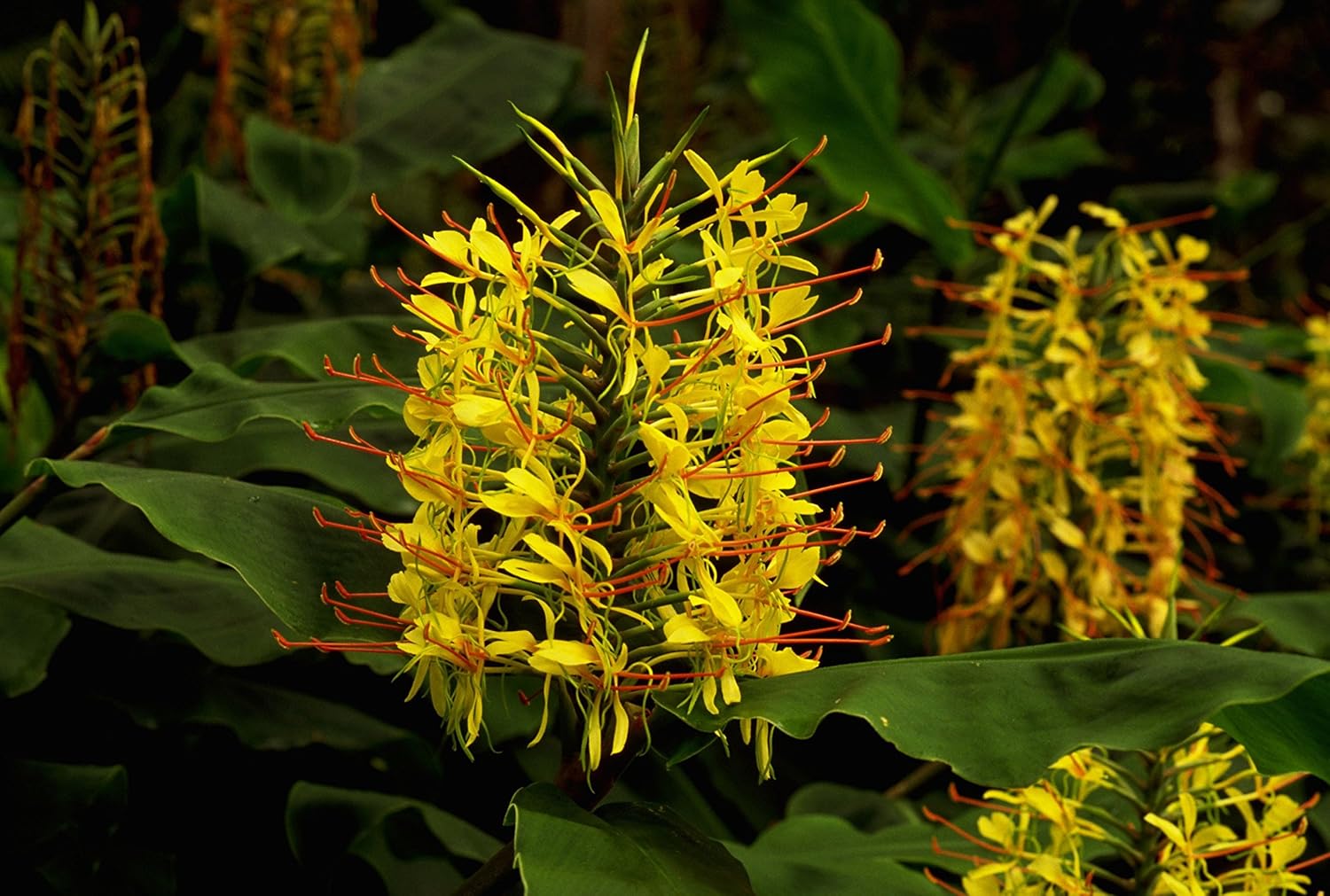 Hawaiian Yellow Kahili Ginger Plant Root (Pack of 5) Grow Hawaii