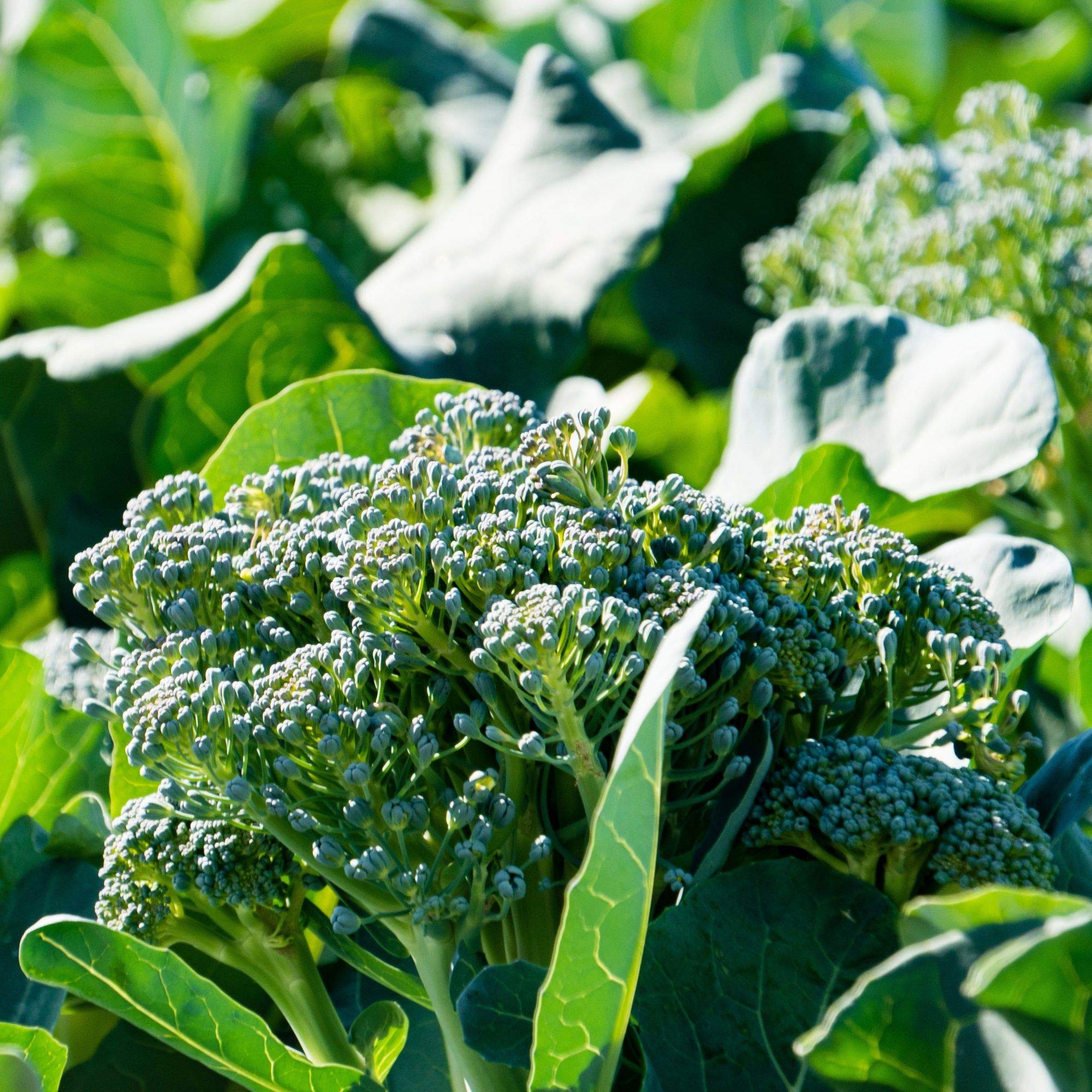 YBWLCalabrese Broccoli Seeds - Heirloom Non-GMO Green Sprouting Organic Vegetable