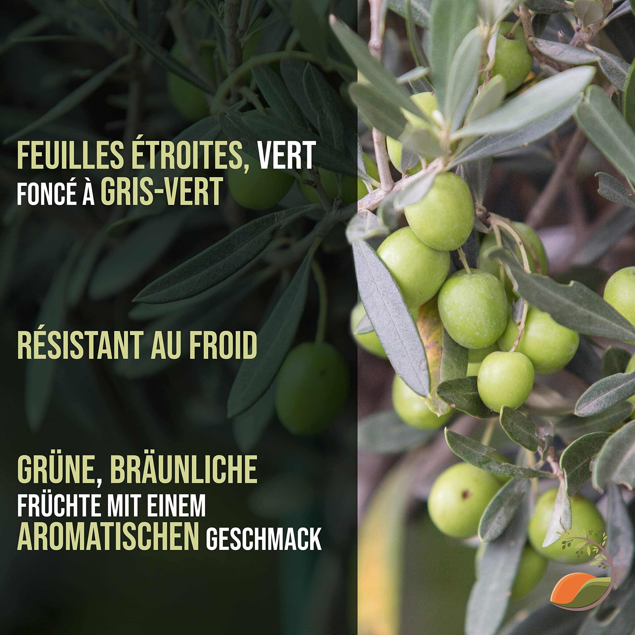 Tropictrees Olivier haute tige buisson Olea Europea au tronc lisse adaptable et à la forme ludique, véritable olivier buisson avec de véritables olives comestibles