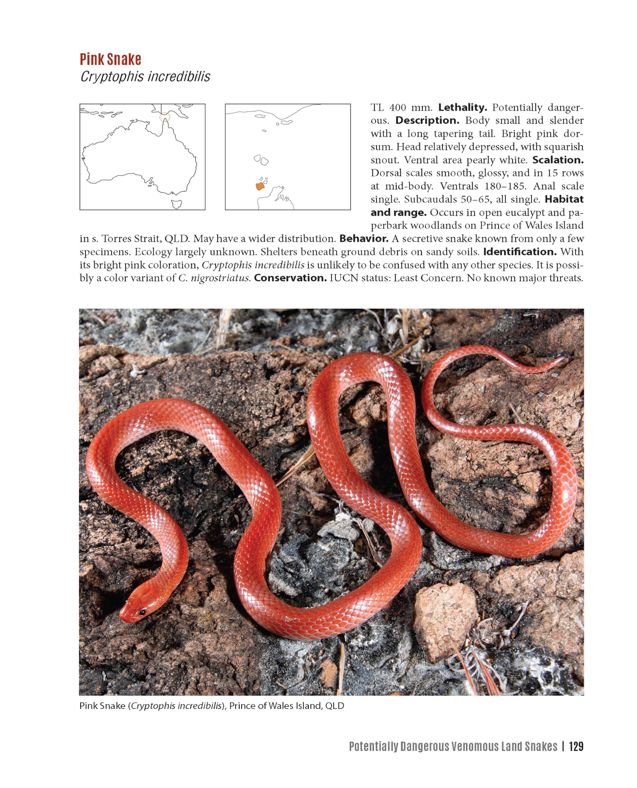 Dangerous Snakes of Australia: A Guide to Their Identification, Ecology, and Conservation (Zona Tropical Publications / Hellbender) - Image 9