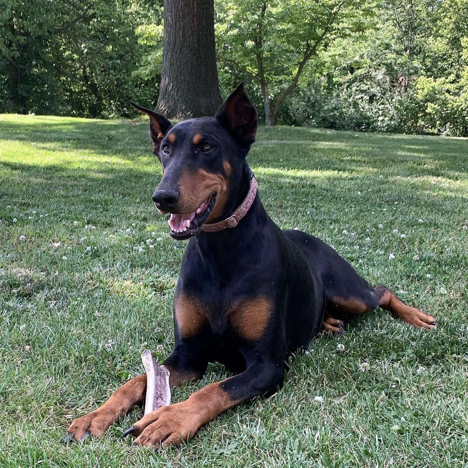 Perfect Pet Chews - Split Elk Antler Dog Chew - Grade A, All Natural, Organic, and Long Lasting Treats - Made from Naturally Shed Antlers in The USA (G. Mega - Dog Weight 100-110 Lbs, 2 - Pack)