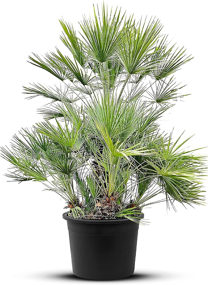 Chamaerops humilis (Europese dwergpalm) kopen | Heijnen Planten Chamaerops humilis (Europese dwergpalm) kopen | Heijnen Planten