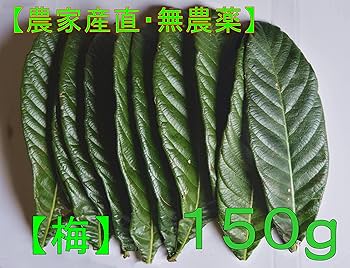 びわの葉っぱ！　乾燥or生葉 無農薬 枇杷の葉（びわの葉）300g（枇杷の生葉30枚〜40枚）枇杷