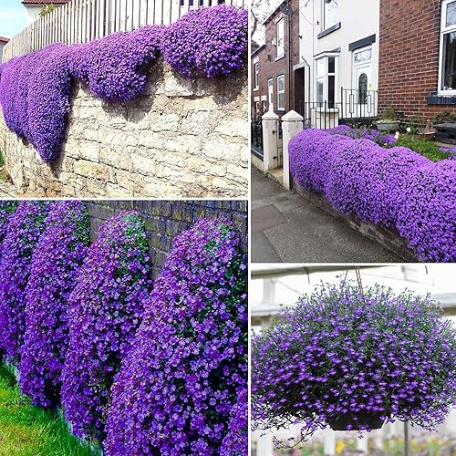 Miniatura 2 de Más de 21000 semillas de tomillo rastrero para plantar al aire libre, plantas de flores perennes en el hogar, jardín, patio trasero, sin OMG