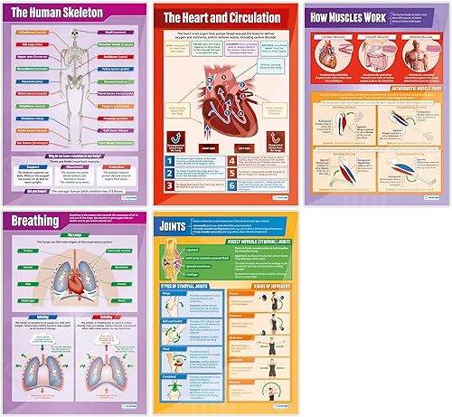 Daydream Education Pósters de ciencia del cuerpo humano, juego de 5, extra grandes, 33 x 23.5 pulgadas, papel brillante, decoración de aula de