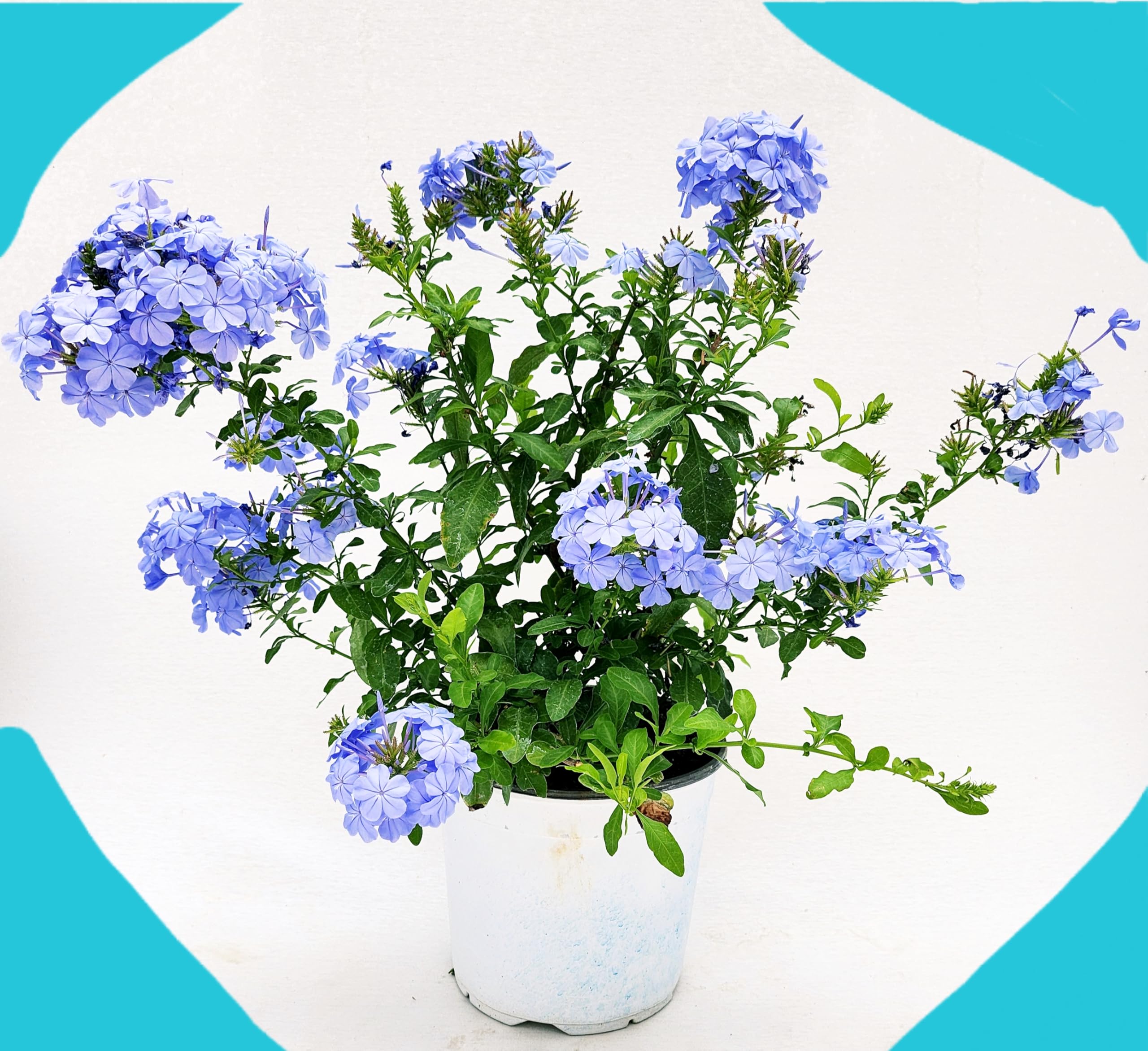 POWERS TO FLOWERS - PLUMBAGO XL, vaso 20 cm diametro, pianta vera
