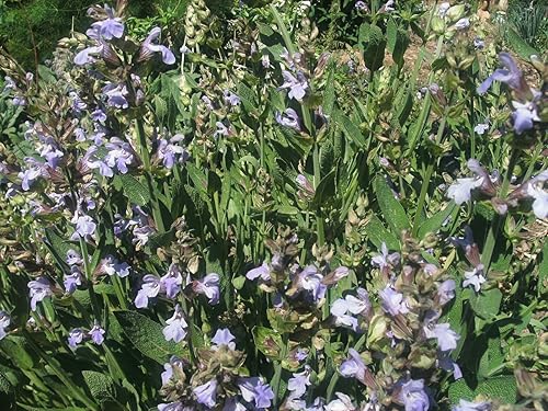 Salvia officinsalis Jardín Sage - 30 Semillas