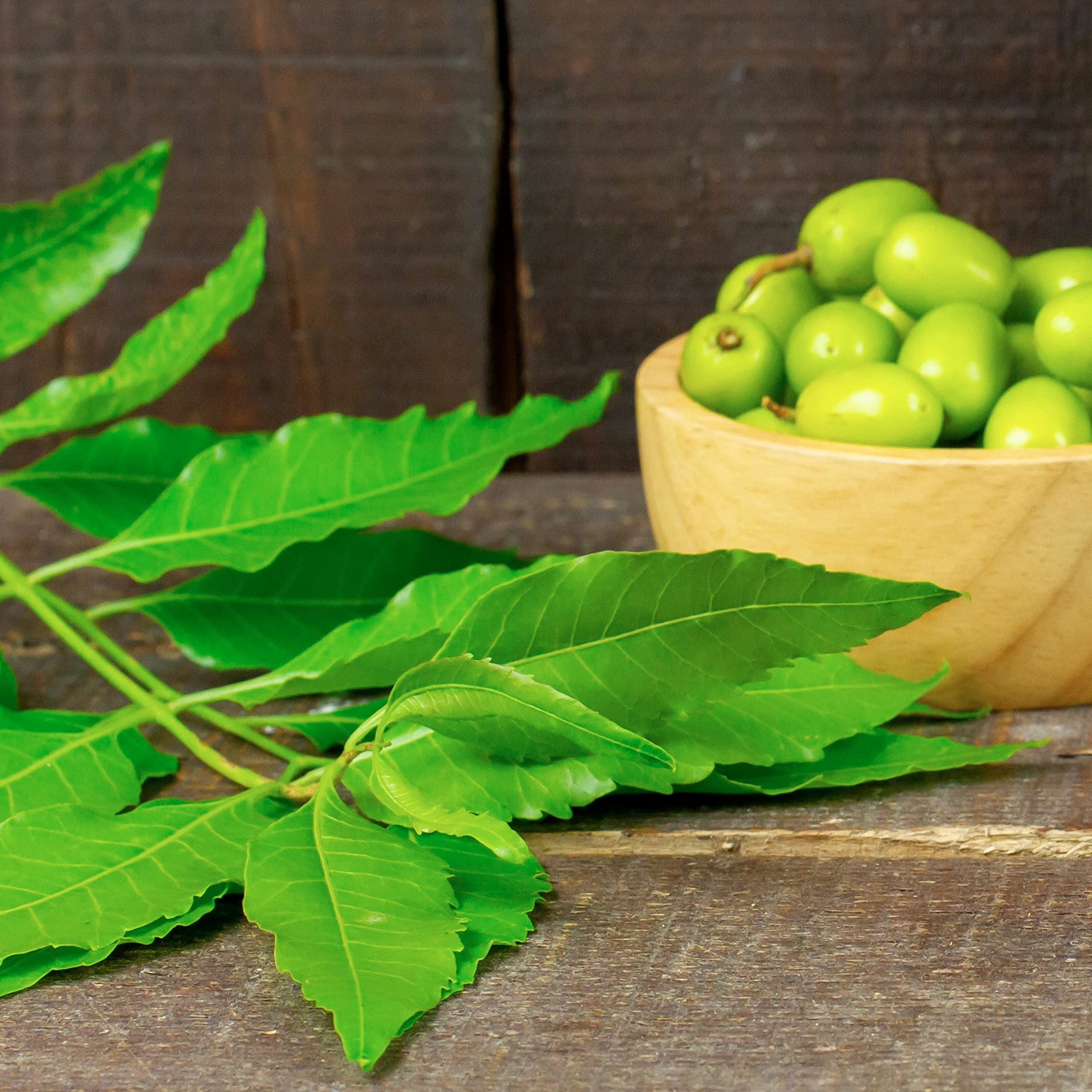 FINCA CASAREJO Jabón agrícola 1L + Aceite de Neem 250ml - Pack de 2 Productos Naturales para Proteger Tus Plantas y Huertos Frente al Pulgón y el minador de cítricos