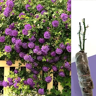 1 Gorgeous Fragrant Purple Climbing Rose Bare Rooted Plant Bush Shurb Trellises Outdoor Landscape Aroma Flowers Archway Garden Fences Pergola