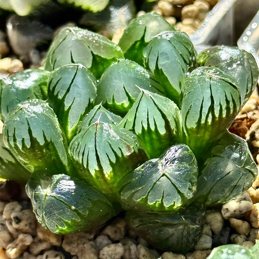 多肉植物　ハオルチア　オブツーサ ハオルチア・オブツーサ【多肉植物 3.5号ポット】｜ 【植物の