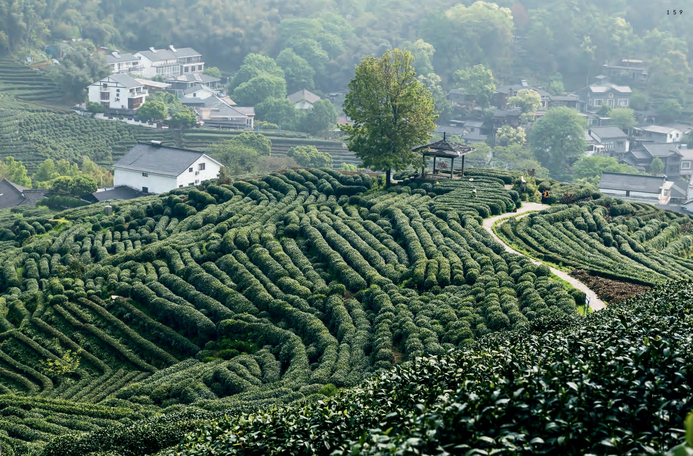 GONG FU CHA: Die Chinesische Teezeremonie. Tee als Handwerkskunst und das bewusste Genießen. Geschichte, Sorten & Zubereitung. Edle Ausstattung - das perfekte Geschenk für Teeliebhaber