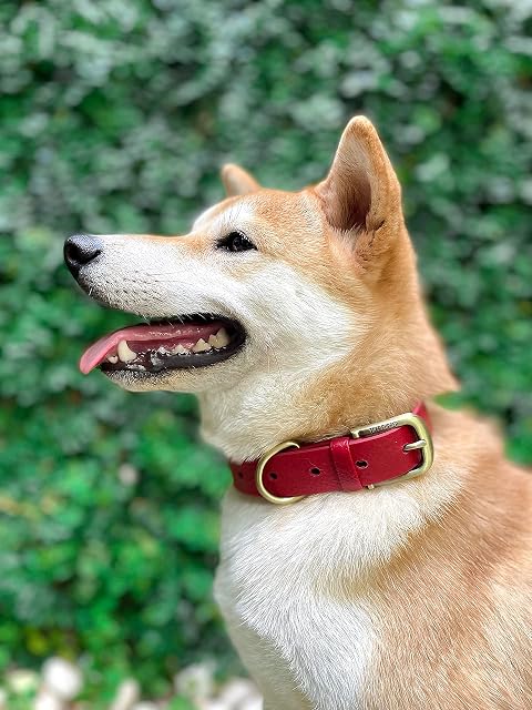 Foto 7 de 8 de Tuff Pupper Collar clásico para Perro Resistente