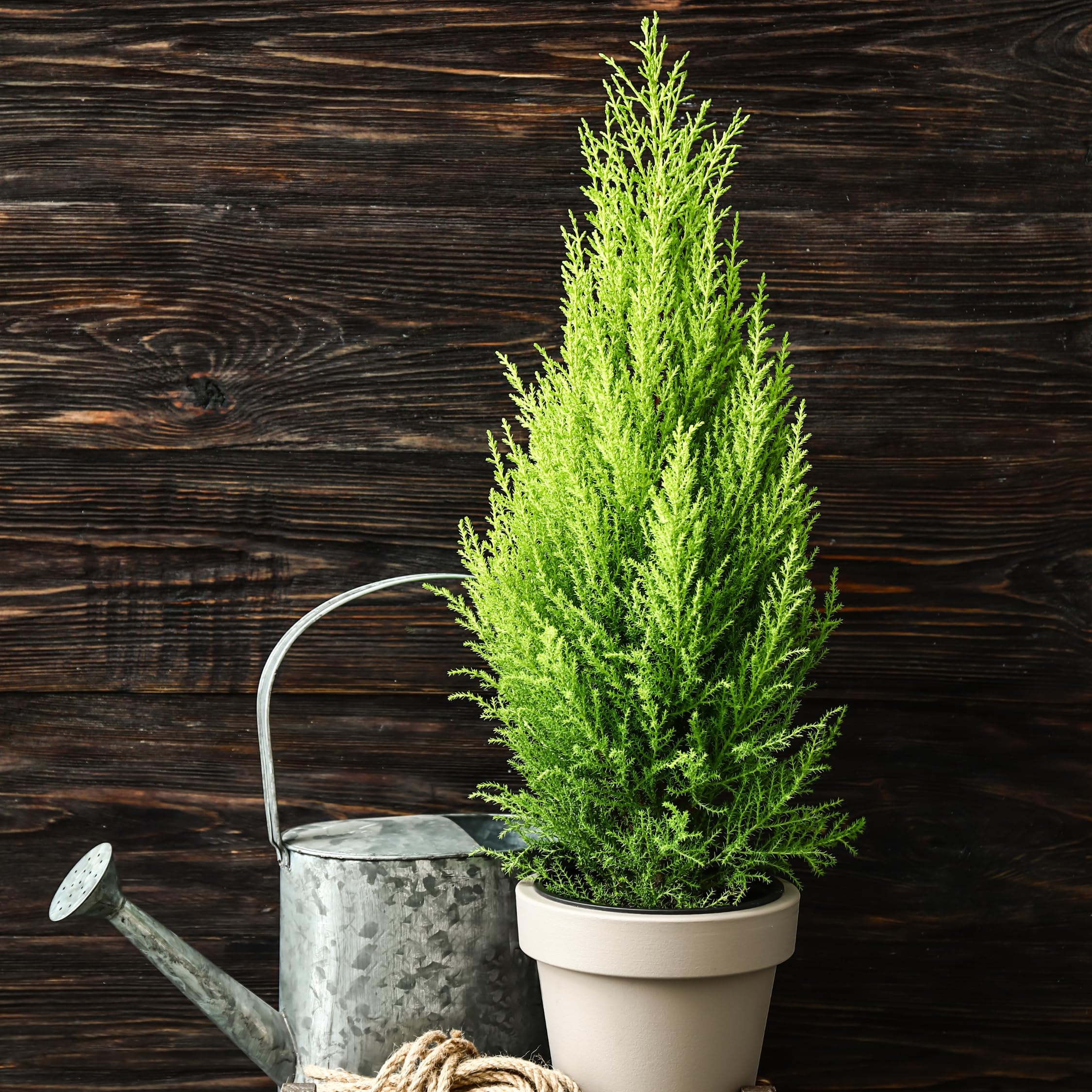 Plant in a Box - Toskanische Zypresse 'Totem' - Pokon - 2er Set - Cupressus sempervirens - Toskana Säulen Mittelmeerzypresse - Winterhart - Topf 19cm - Höhe 60-80cm