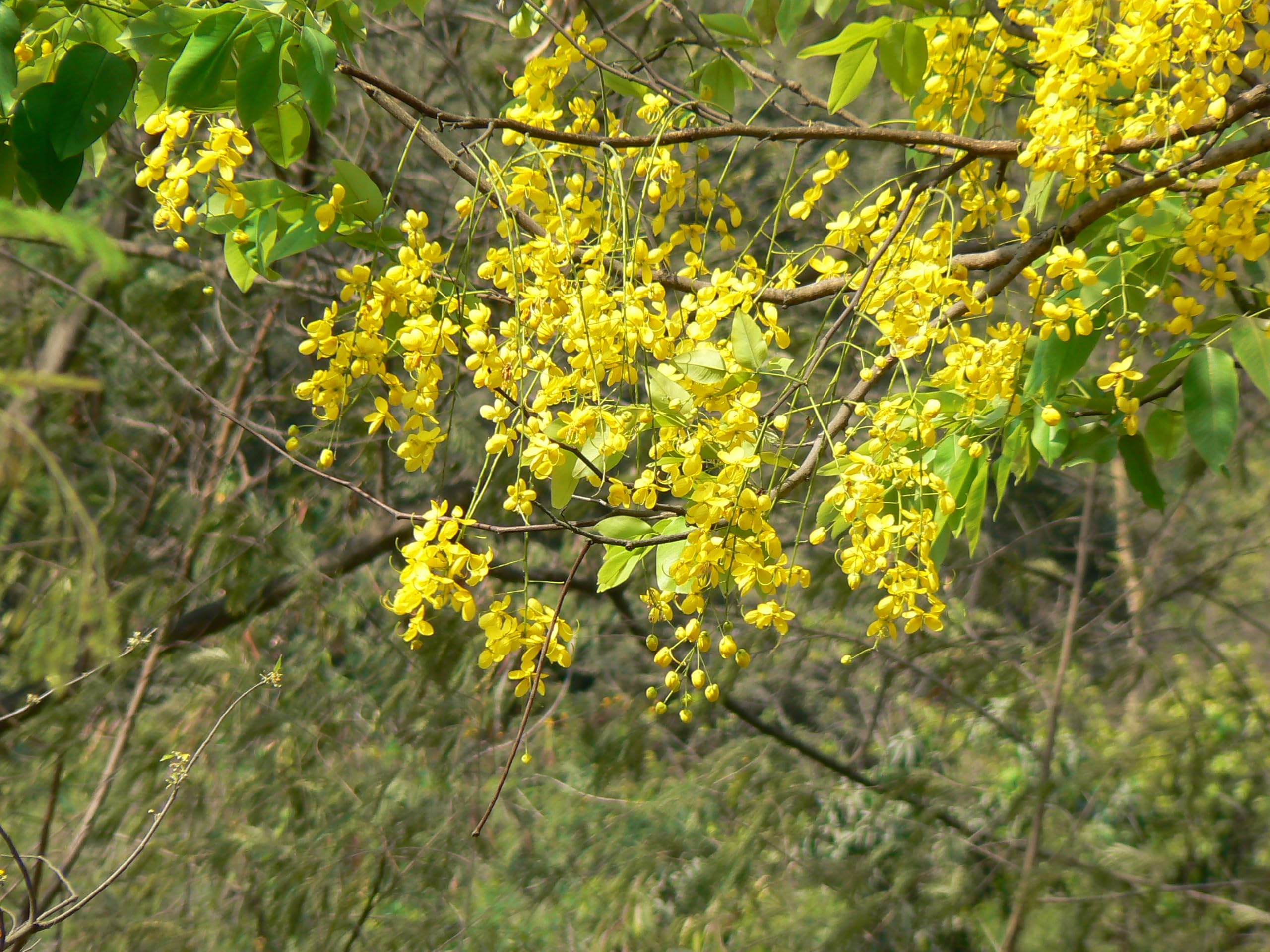 ASPEN® Golden Shower Tree/Kanikonna Healthy Live Plant With Safe & Secure Packing - Pack of 2