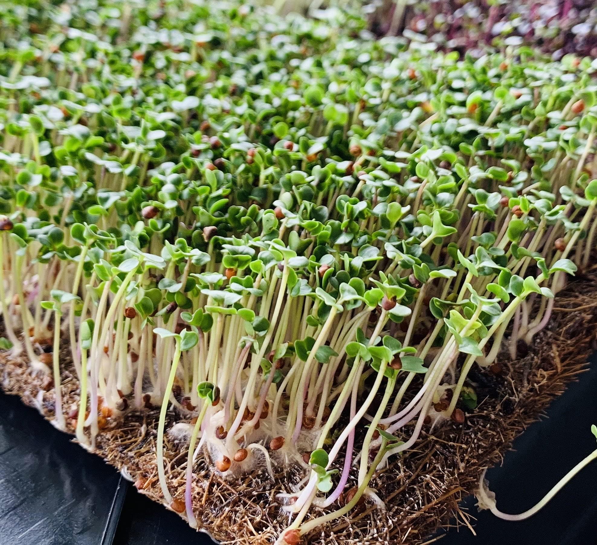 ECOPAL Grow Mat (Green, Coir, 7.5 x 5.25 inches)