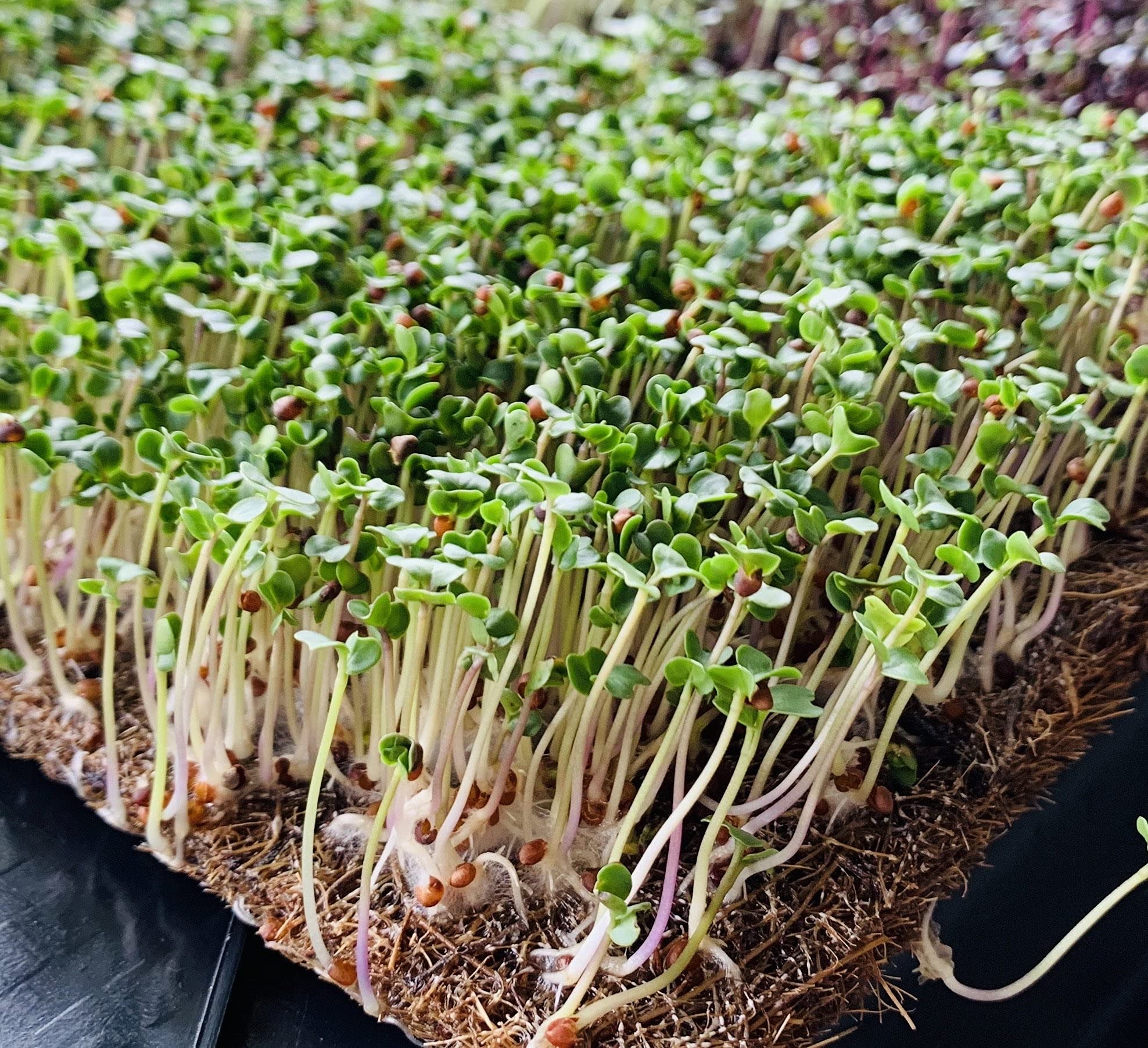 ECOPAL Grow Mat (Green, Coir, 7.5 x 5.25 inches)