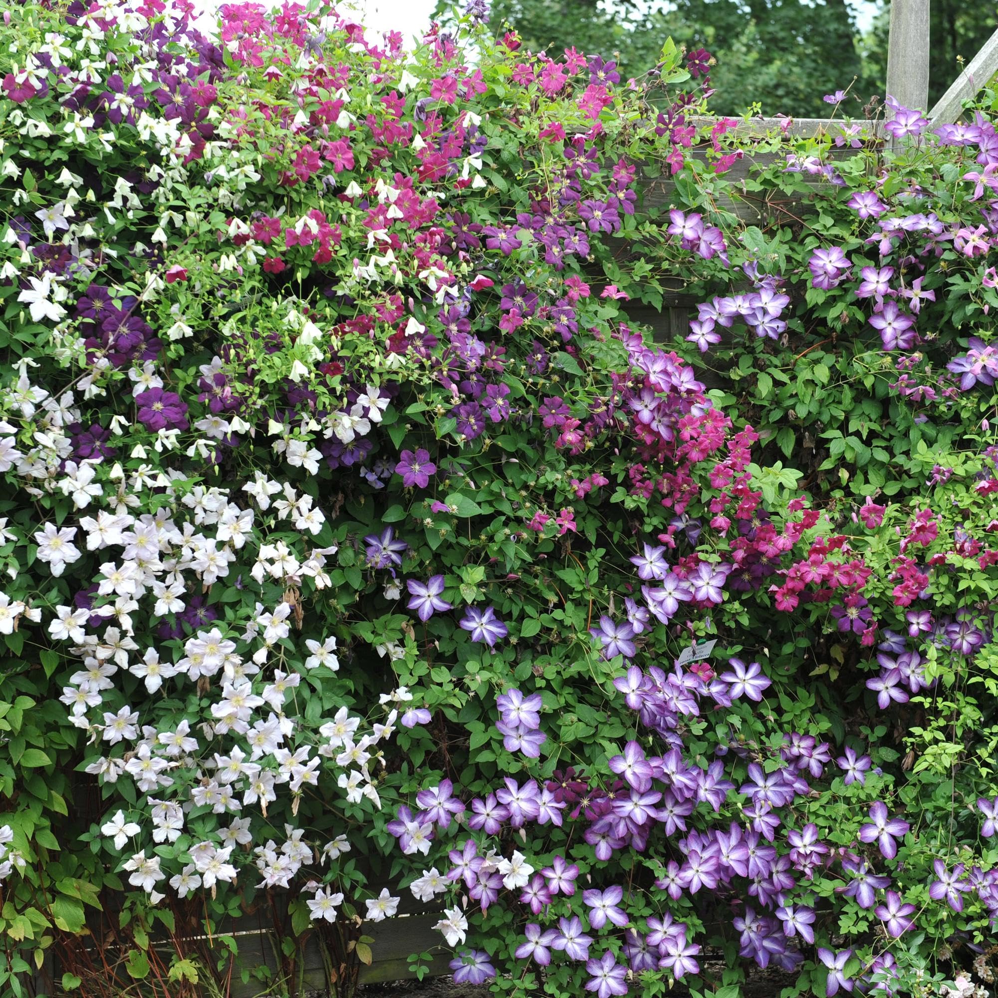 Plantas Trepadoras Clematis para Jardín, Multicolor, Set de 4, 40cm