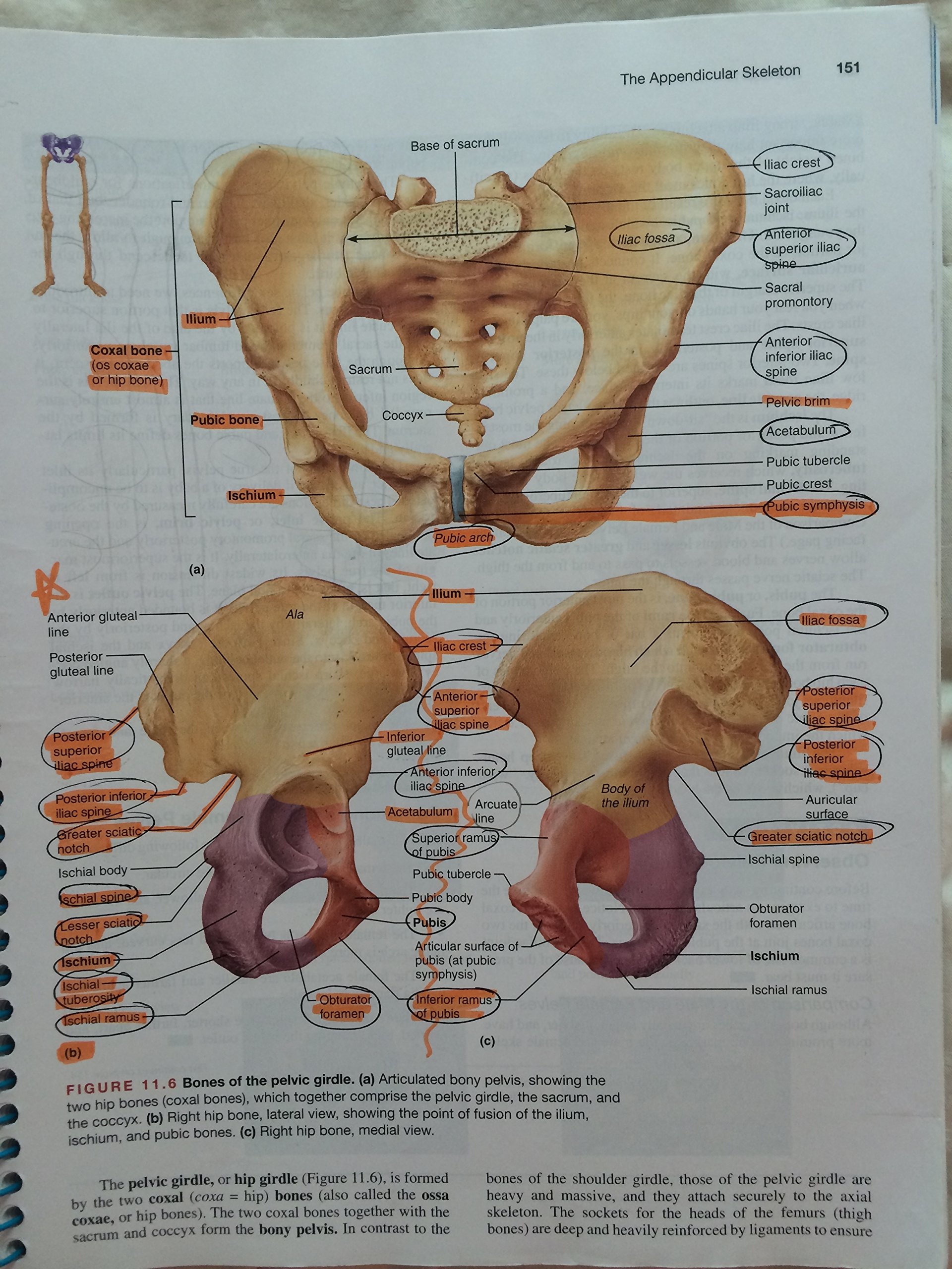 Human Anatomy & Physiology: Cat Version - Image 6