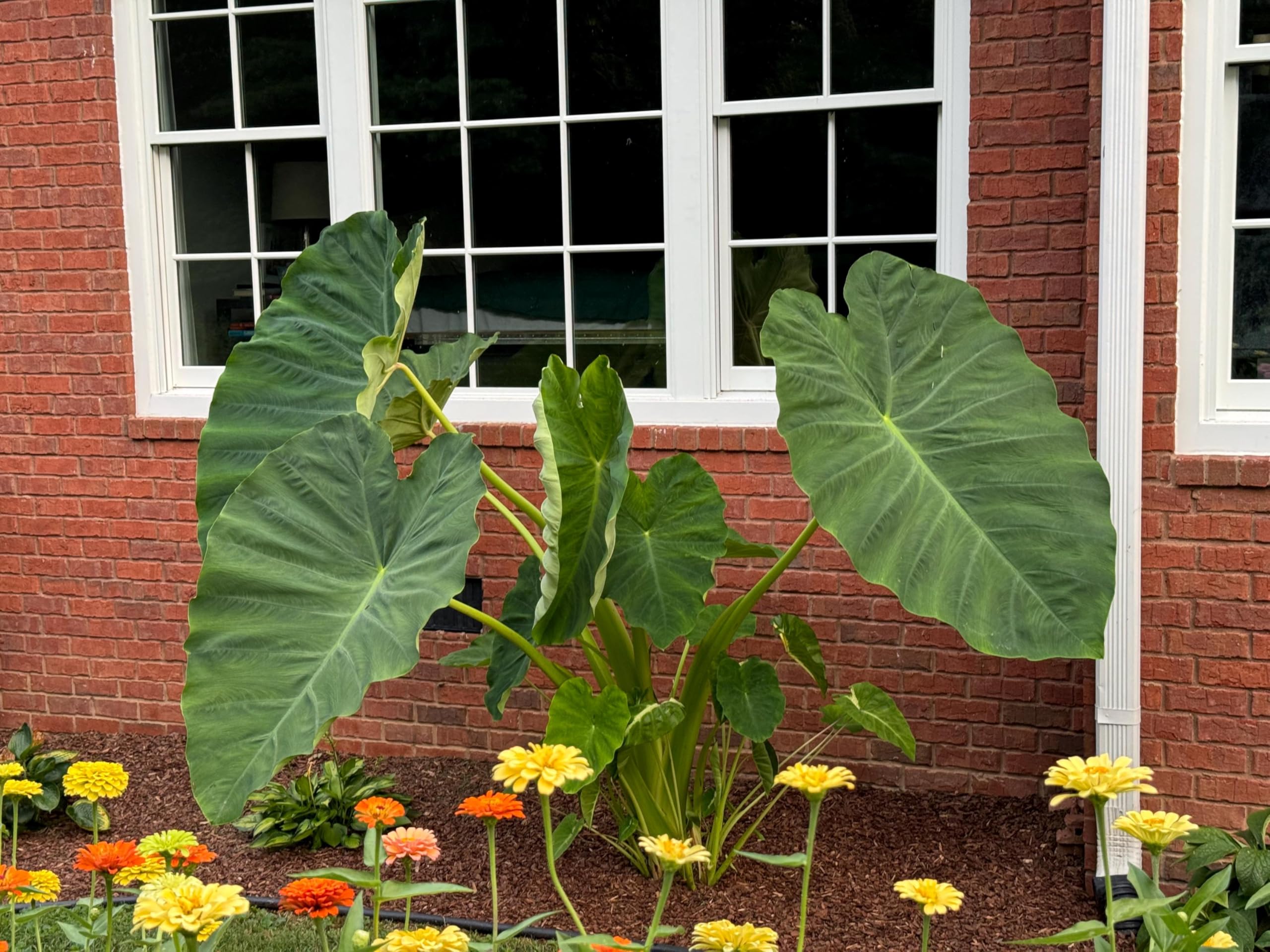 3 Jacks Giants Elephant Ear Bulbs