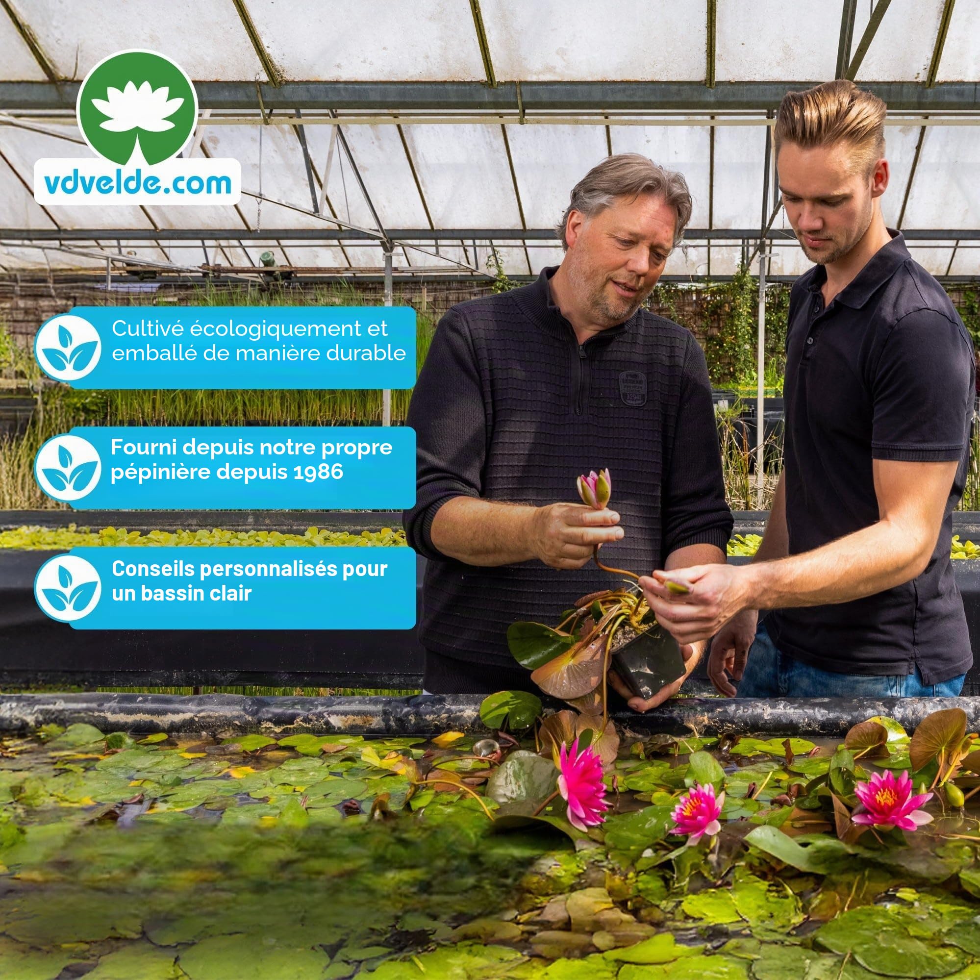 vdvelde․com - Mini bassin rouge, nénuphar nain et 4 plantes aquatiques | Kit complet avec panier, substrat et engrais, floraison mai à septembre, immersion 10 à 20 cm