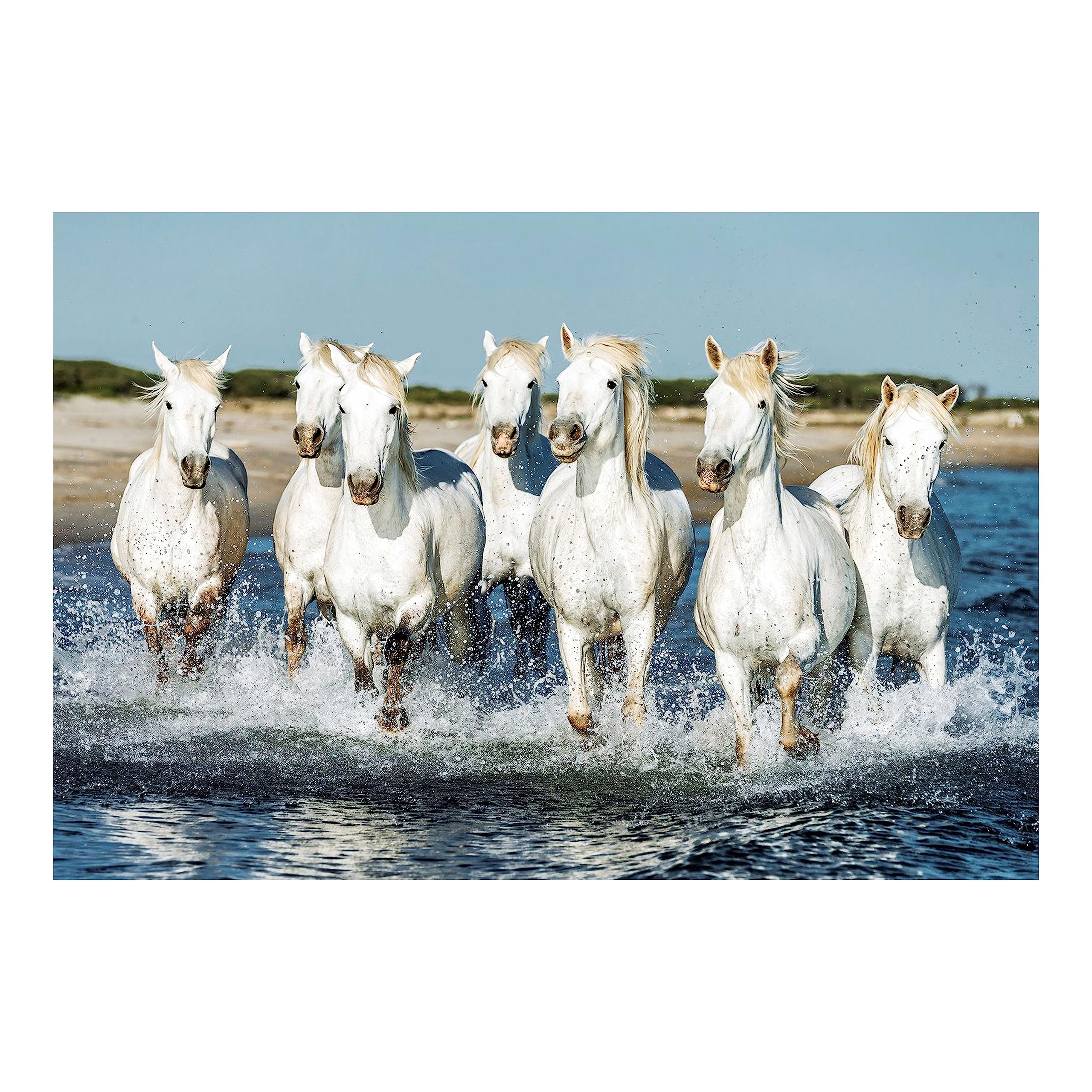 Clickedin Seven Lucky White Running Horses Painting with Water Background According to Vastu Shastra Without frame Laminated High Glossy Poster For Wall Decoration (12.5x18.5 inches)