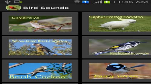 Bird Sounds – vue 4