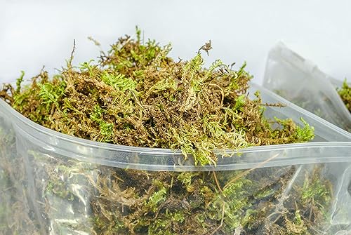 Miniatura 3 de Musgo esfagnum verde orgánico para orquídeas, plantas de interior y exterior, secado para jardinería decorativa (paquete grande, 10 litros, 500 gr