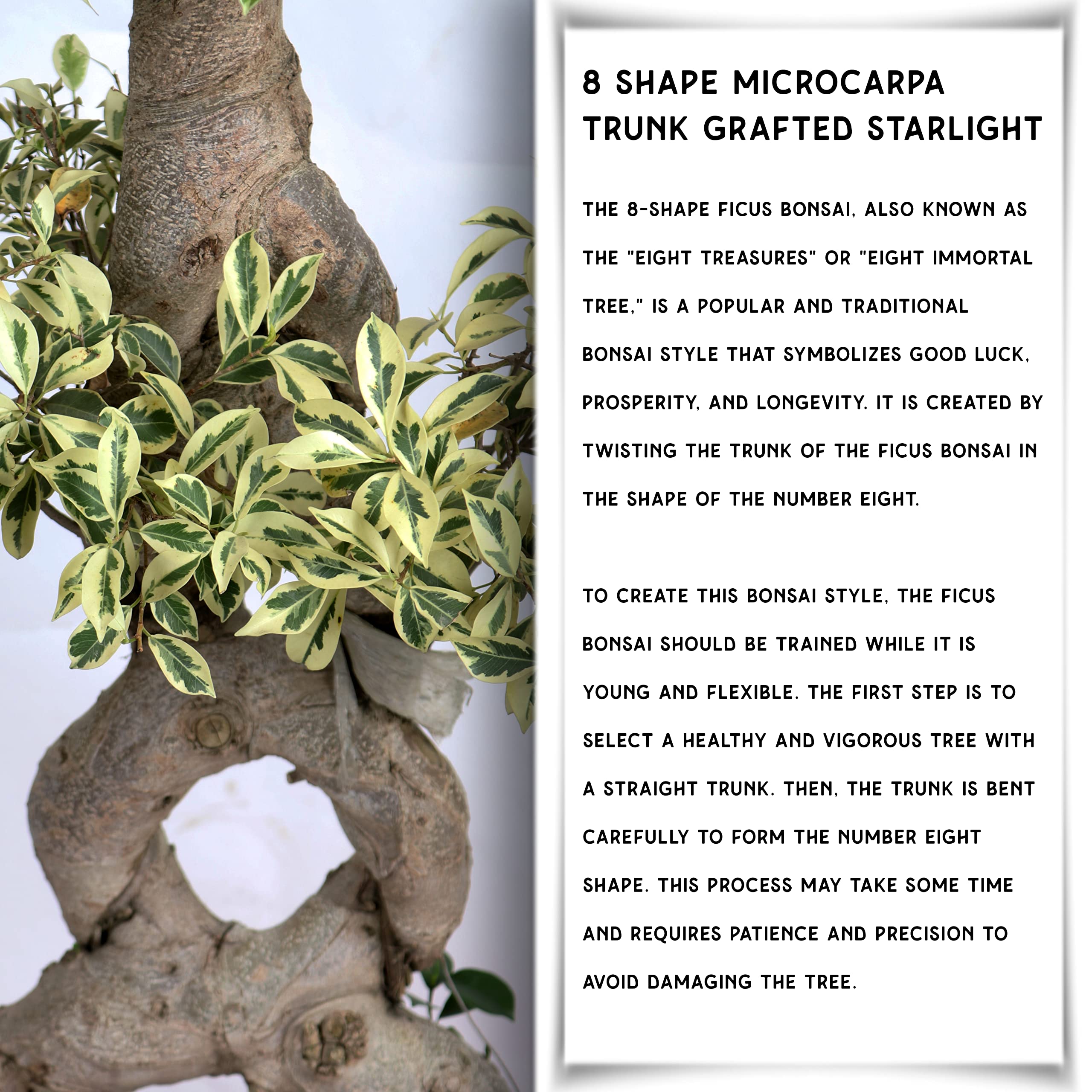 フィカス・ウンベラータ 8号 145cm S-shaped tree form Midium Size Ficus Microcarpa Amazing Shape Roots Strange