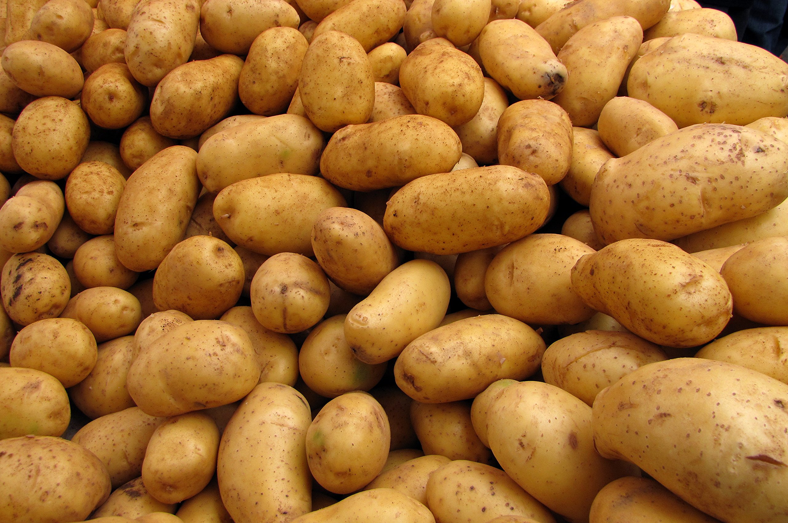 Pflanzkartoffel BELANA 5Kg, festkochend früh