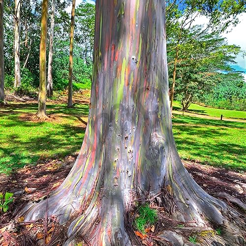 Miniatura 3 de Árbol de eucalipto arcoíris  3 plantas vivas en macetas de 1 galón  Eucalyptus Deglupta  Árbol ornamental raro y exótico