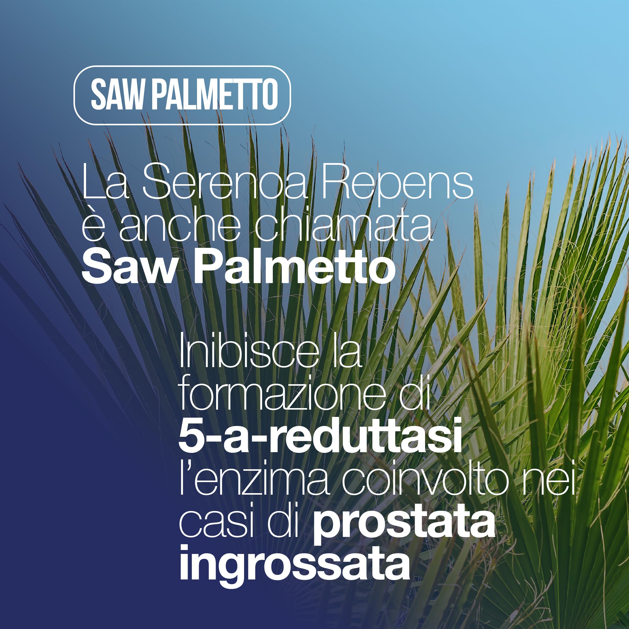 SERENOA REPENS, Prostata Integratore 60 Compresse con: Saw Palmetto, Boswellia, Zucca e Licopene. Serenoa Repens Prostata 640mg con: Ortica, Melograno ed Epilobio. Integratore Prostata Formula Potente