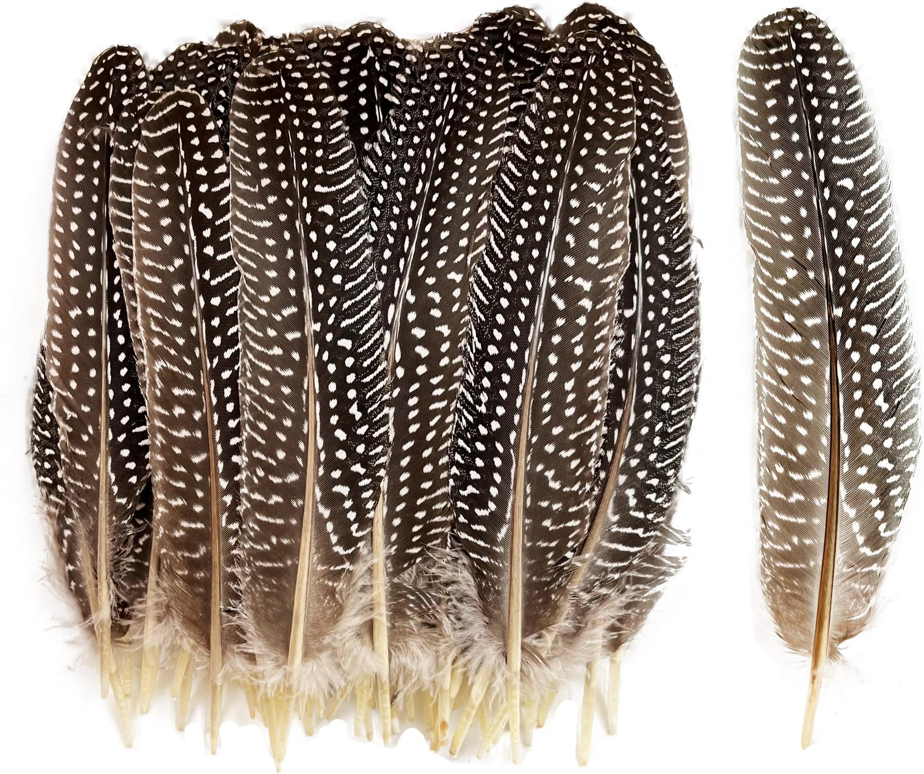 HAPPY FEATHER 6-9 inch Natural Guinea Wing Plumage Feather for DIY Craft, Jewelry and Clothing Decoration Pack of 20-Natural