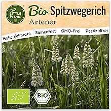 Little Plants BIO Spitzwegerich Samen 500 Artener Spitzwegerichsamen Kräutersamen Samenfest für Kräutergarten Kräuter Samen für Balkon, Hochbeet und Garten