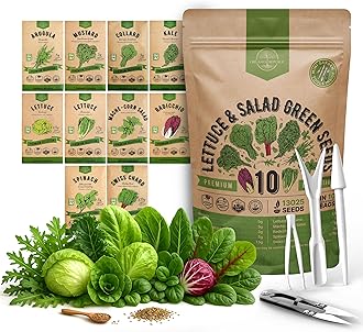 Organo Republic 10 Lettuce & Salad Greens Seeds Variety Pack 13000+ Non-GMO Heirloom Lettuce Seeds for Planting Indoors & Outdoors Garden, Hydroponics - Arugula, Radicchio, Kale, Spinach, Swiss Chard