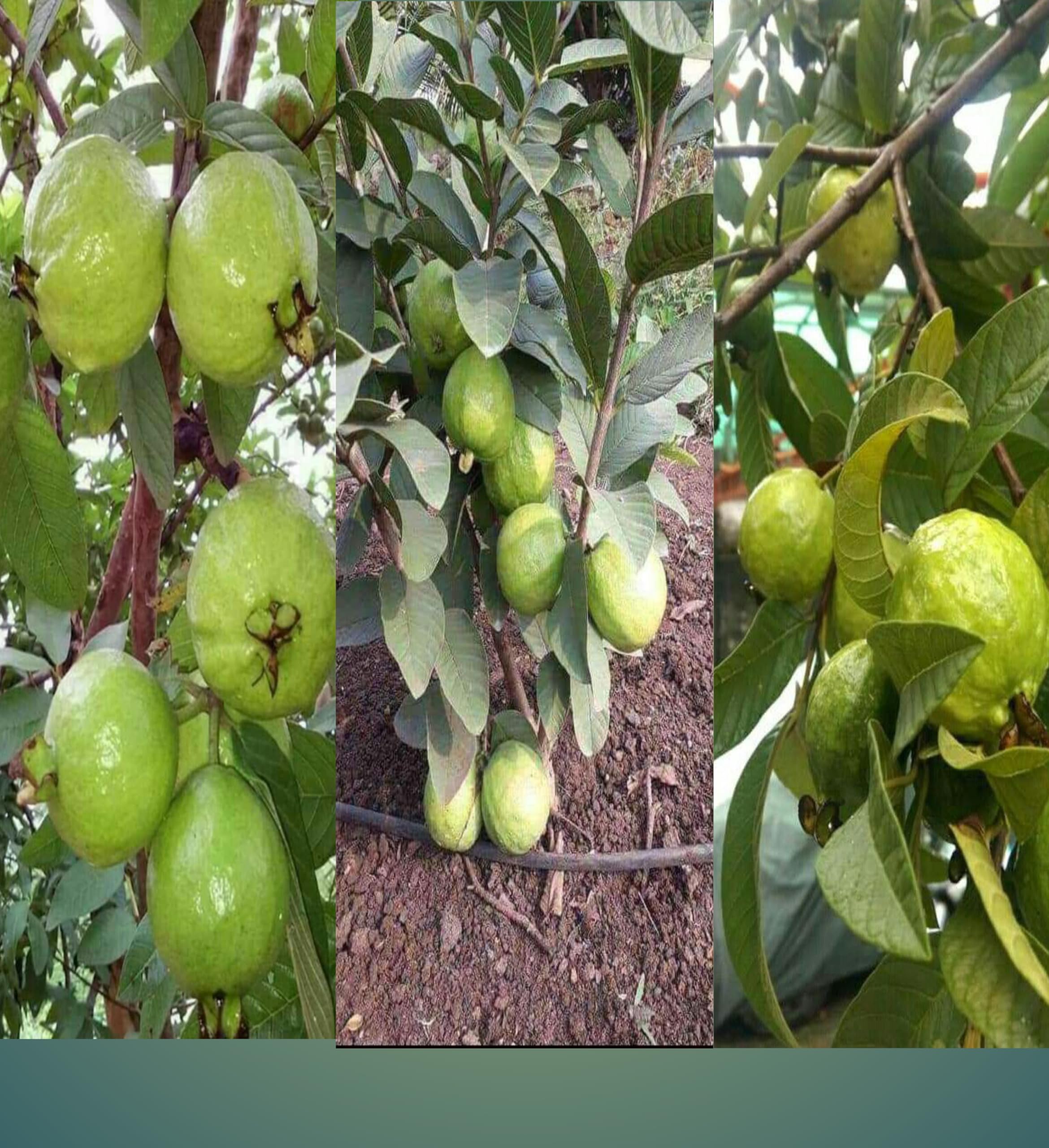 See full amazon price history chart for Eroanvia Combo 2 Taiwan Guava Plant Grafted (2-3 Ft Height) Live Plant For Home Garden Guava Tree Hybrid Eroanvia Combo 2 Taiwan Guava Plant Grafted (2-3 Ft Height) Live Plant For Home Garden Guava Tree Hybrid (B0CH8L14WQ) Amazon Price History, Amazon Price Tracker