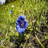 kerish doctor Various difficulty levels Keris