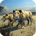 Clan of Lions