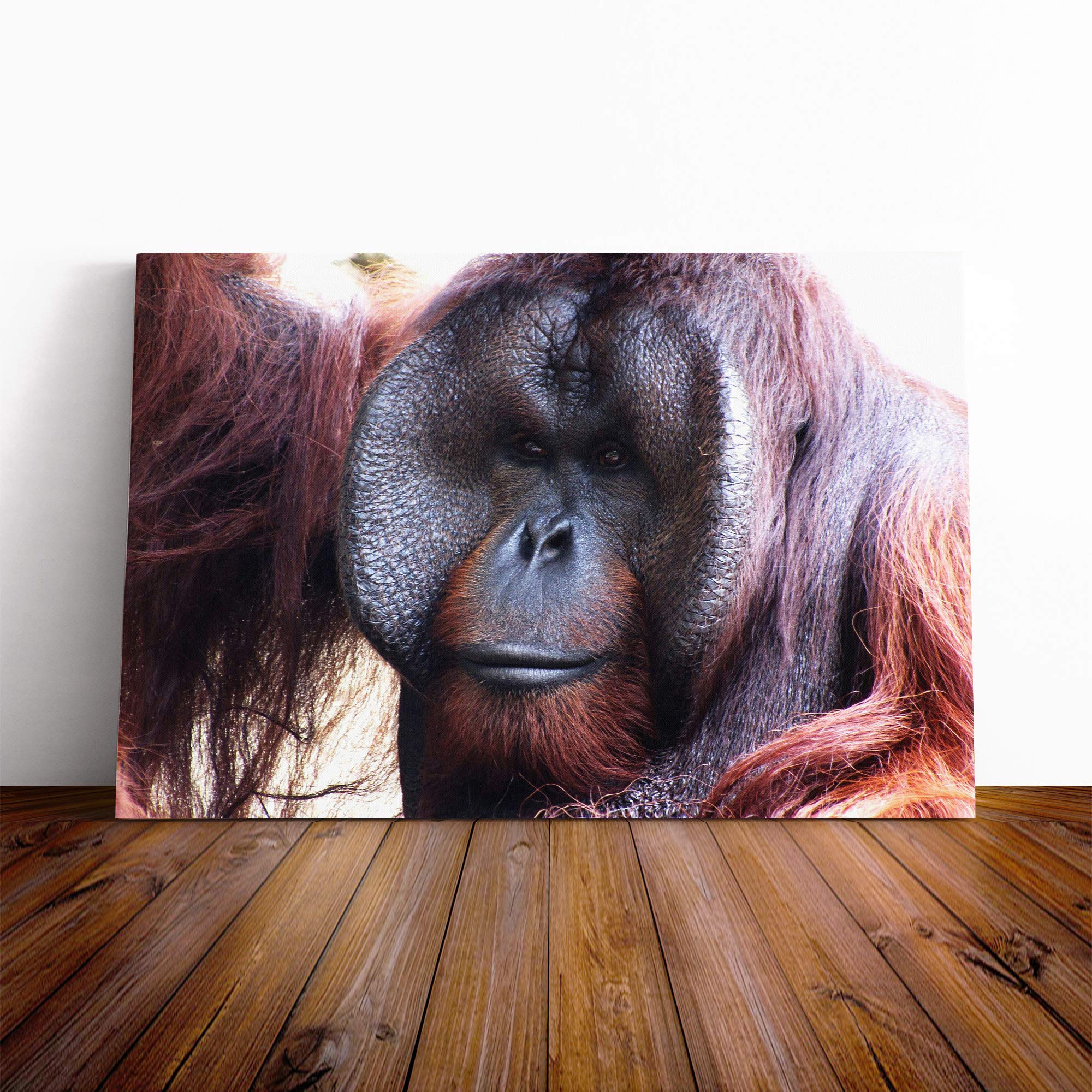 Orangutan Monkey (2) Canvas Print | Gallery Wrapped 30mm Frame Wall Art | 20x14 inches | Ready to Hang | Modern Animals Picture | Living Room Bedroom Lounge Office