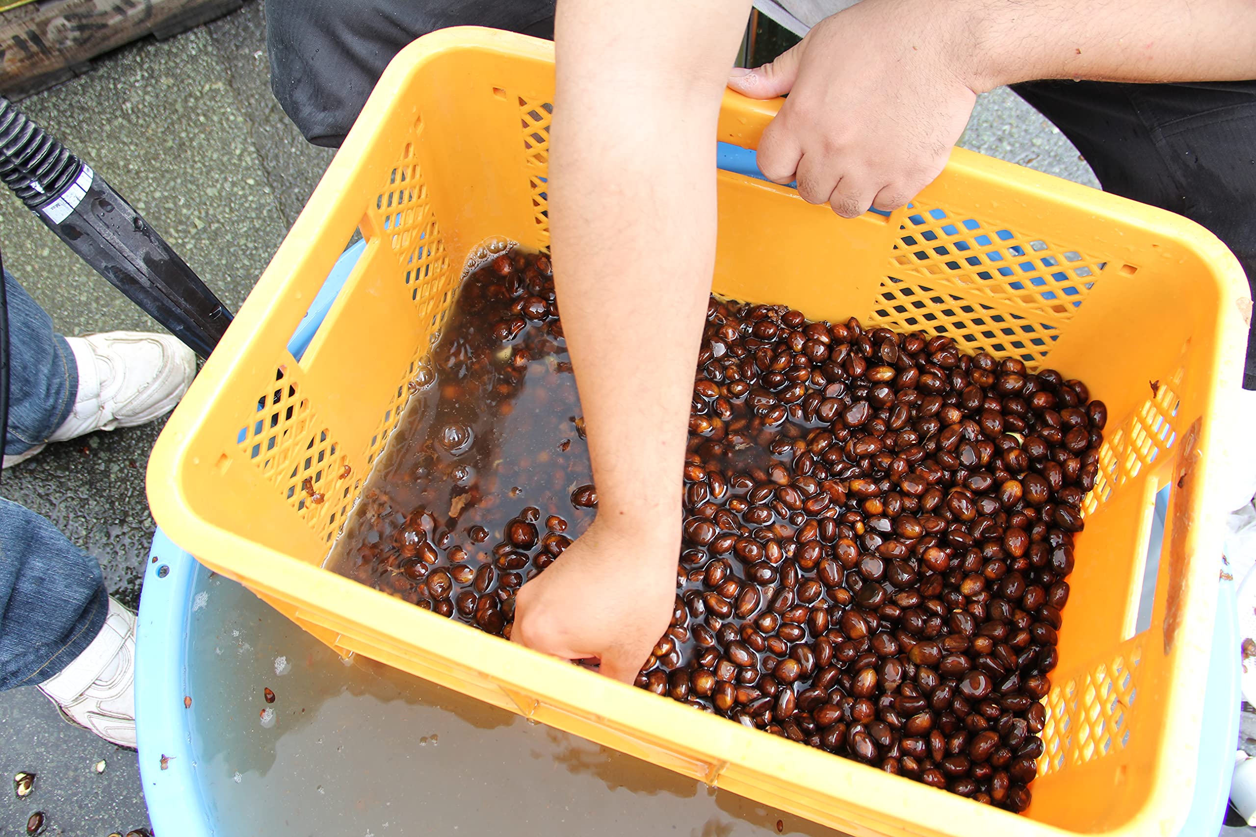 Amazon.co.jp: ビワ種 生びわ種2,5kg相当 枇杷(びわ)の種 乾燥1kg 国産