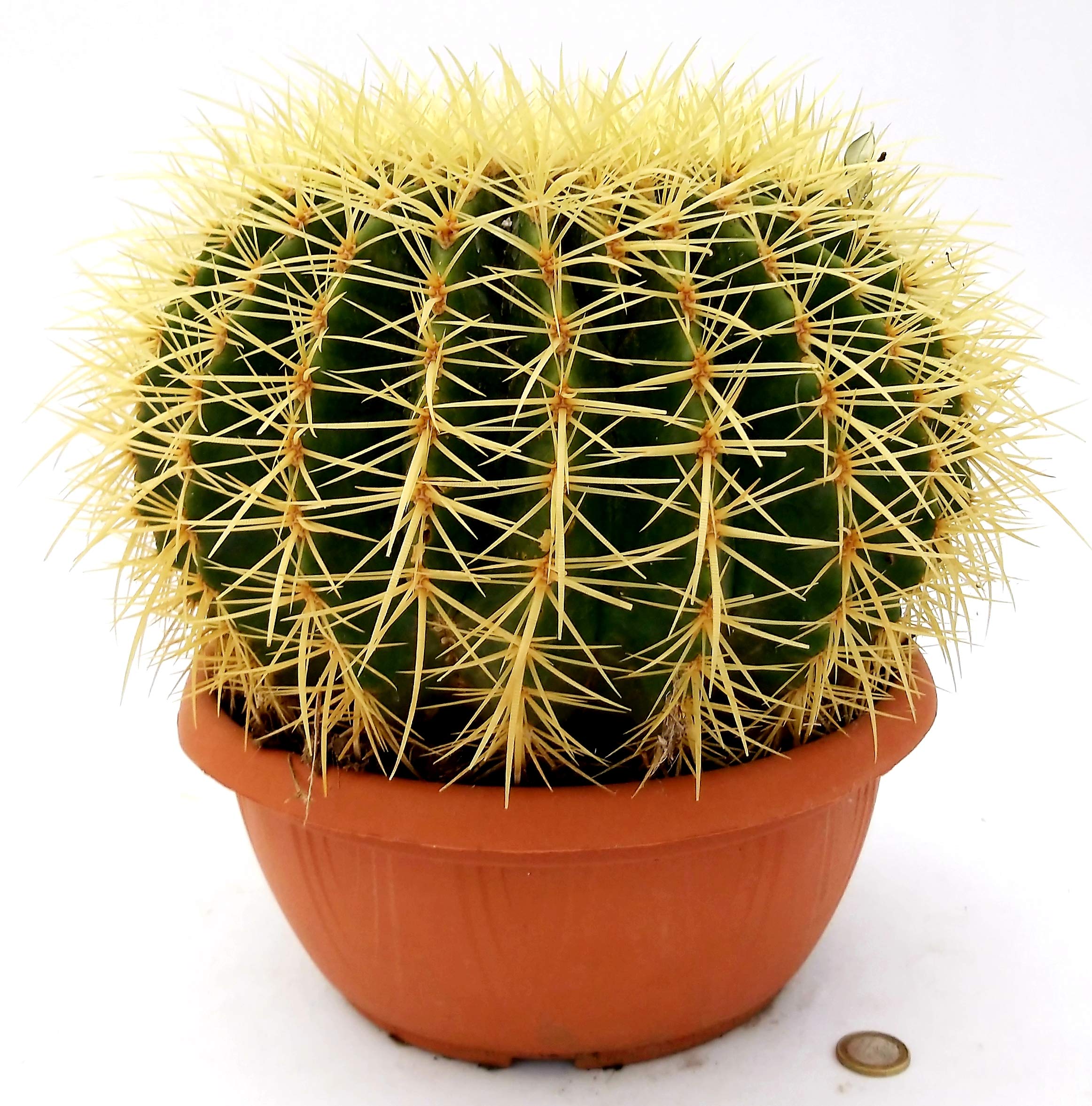 POWERS TO FLOWERS - ECHINOCACTUS GRUSONII XXL, CIOTOLA 26cm, cuscino della suocera, pianta vera