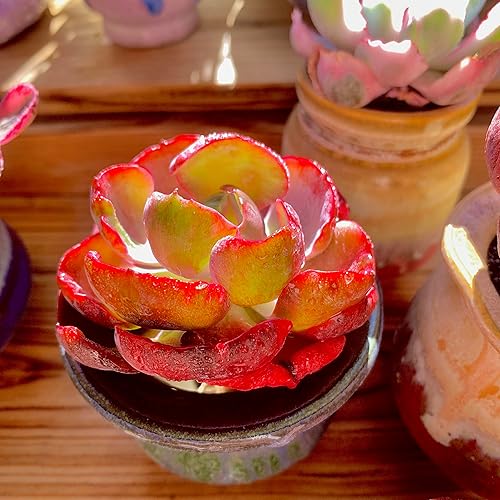 Miniatura 2 de FWPP Cotyledon orbiculata - Planta suculenta viva en maceta de 2 pulgadas, hojas abigarradas con bordes rojos, planta de interior totalmente