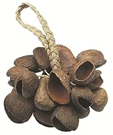 Toca Shaker Seed Shell Natural seed pods Unlimited musical sounds With handle