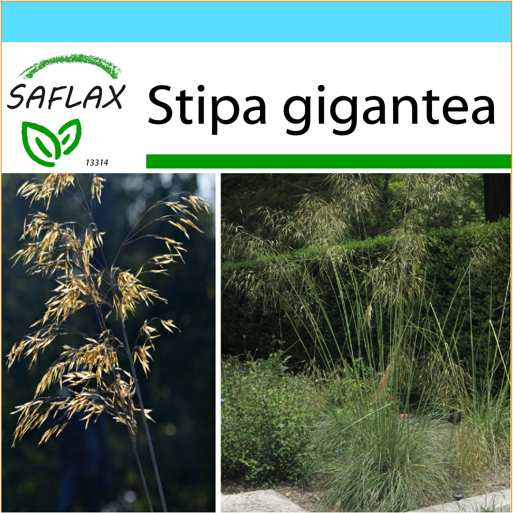 SAFLAX - Gift Set - Giant Feather Grass - 10 Seeds - Stipa gigantea